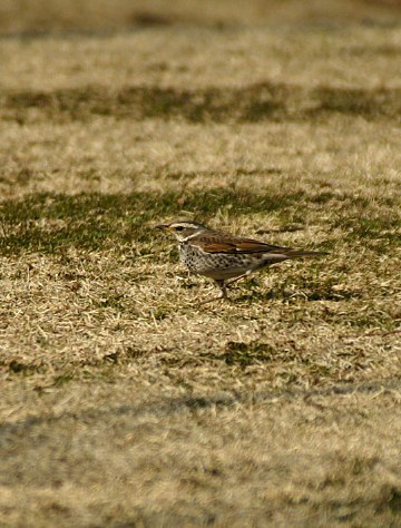 バードウオッチング　宮ヶ瀬ダム散策で見つけた野鳥達です_b0033423_16582471.jpg