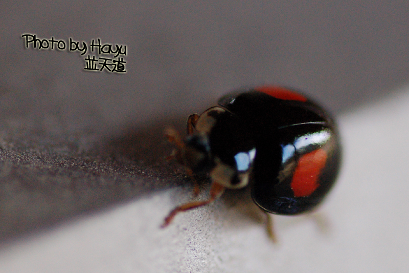a0059328_21304344.jpg
