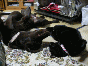 d0013645_23121536.gif