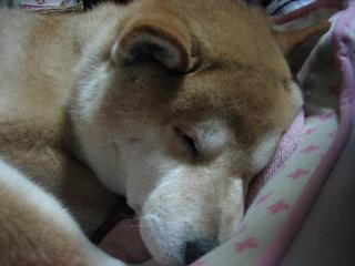 やっと読み終えたけれど。。。_c0049950_8453672.jpg