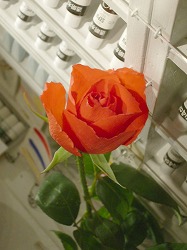 薔薇１輪_e0045977_1740259.jpg
