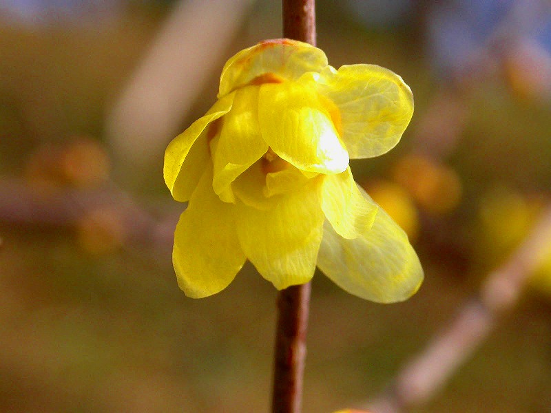 d0061579_1674771.jpg