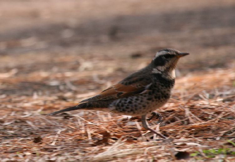 久し振りの鳥見～_c0058782_1843199.jpg