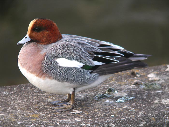 やまね工房 ヒドリガモ レトロ やまね工房 ヒドリガモ ぬいぐるみ