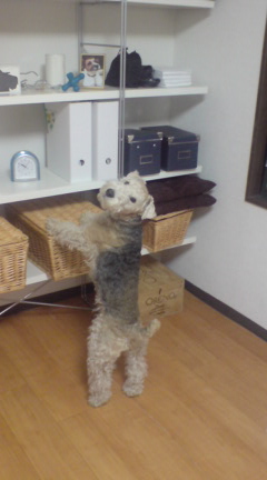 疲れた犬は幸せ_c0099133_0373391.jpg