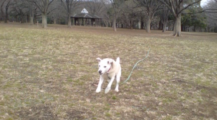 疲れた犬は幸せ_c0099133_0393813.jpg