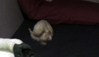 a0010836_12474319.gif