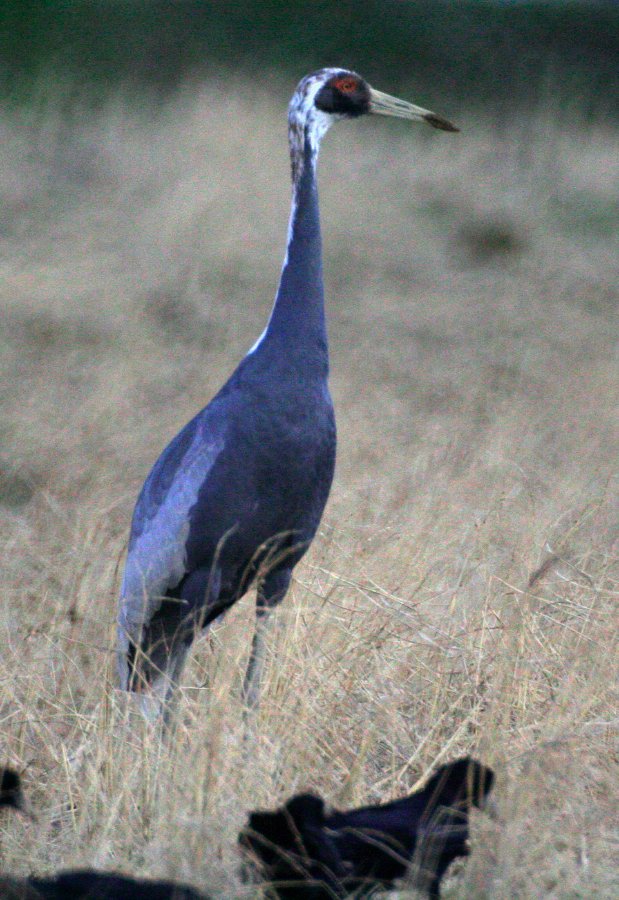 鳥の季節2 _b0060239_1147268.jpg