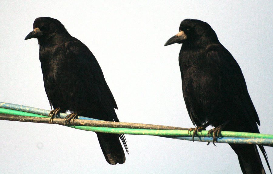 鳥の季節2 _b0060239_1157432.jpg