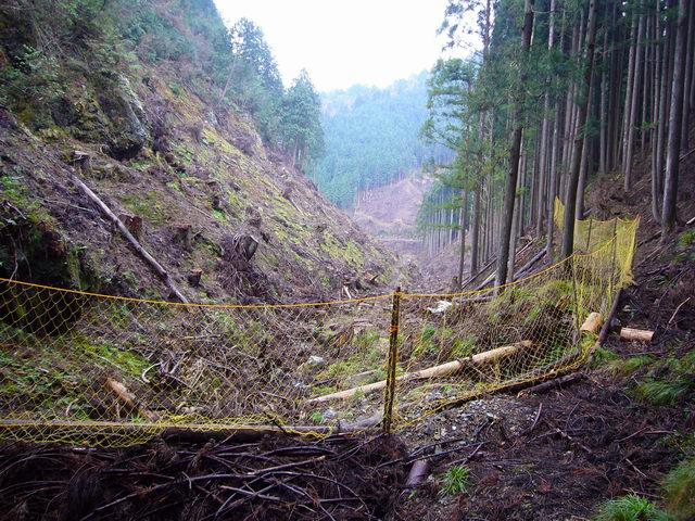 ２００６／１２／２４　アシウスギ巨樹群の井ノ口山・鍋谷山_e0110969_23442099.jpg