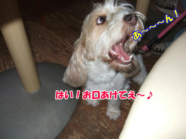 c0075585_1223397.jpg
