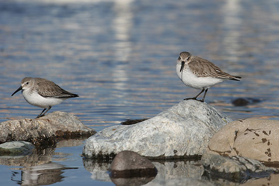 これは何という鳥ですか？_d0026817_2114322.jpg