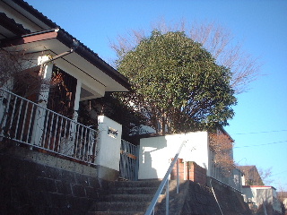 今年最初の植木の剪定_f0031037_19265976.jpg