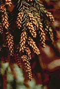 d0014464_1457398.gif