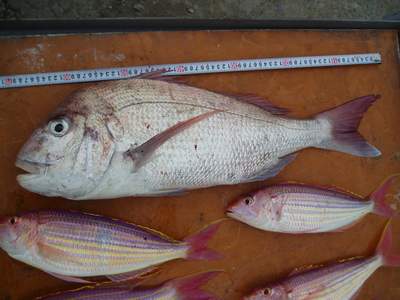 20日の釣果_a0077071_821012.jpg