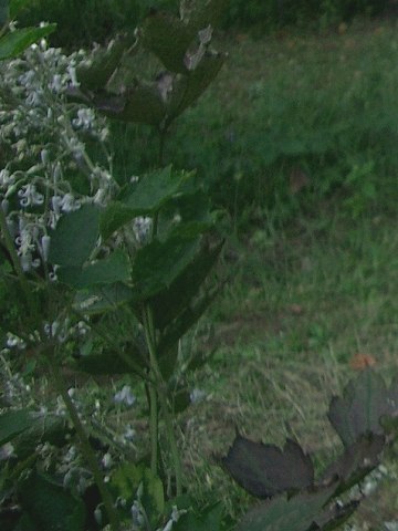 クサボタン(草牡丹)_c0085874_16415611.jpg
