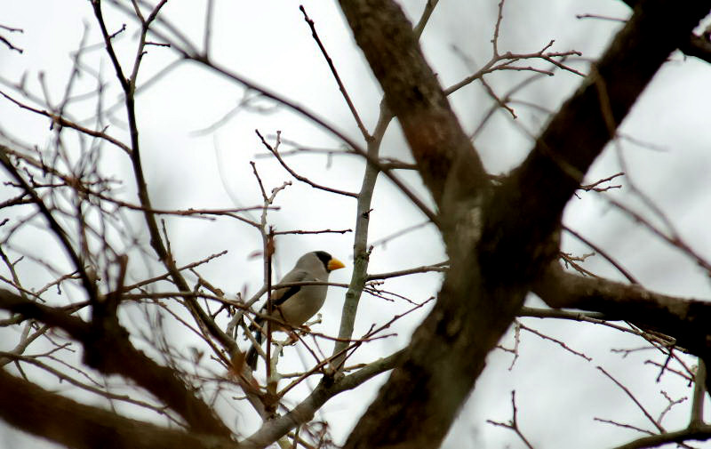 野鳥の会　探鳥会_f0117599_1492156.jpg