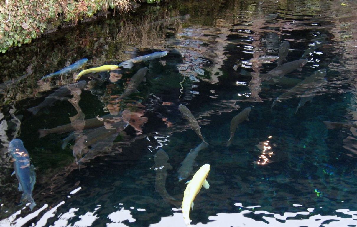 e0003910_1137776.jpg