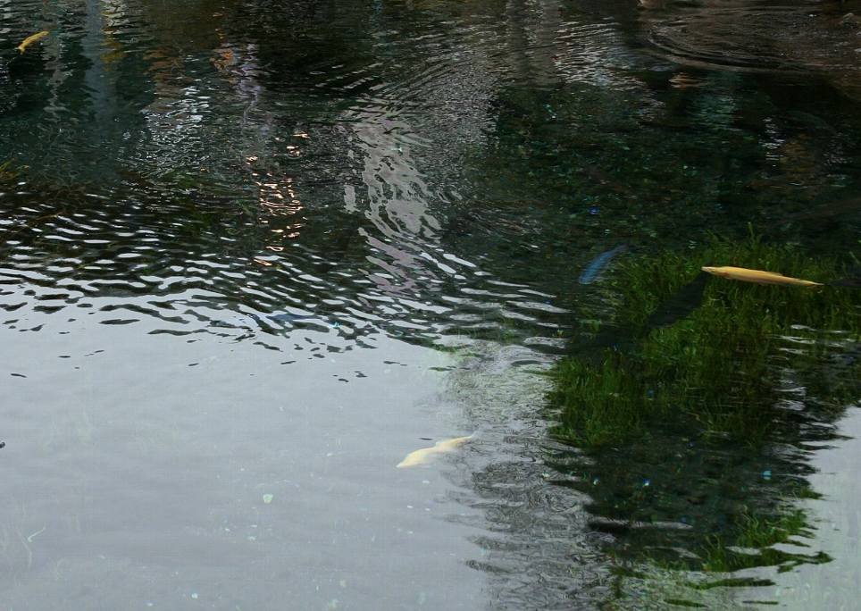 e0003910_871114.jpg