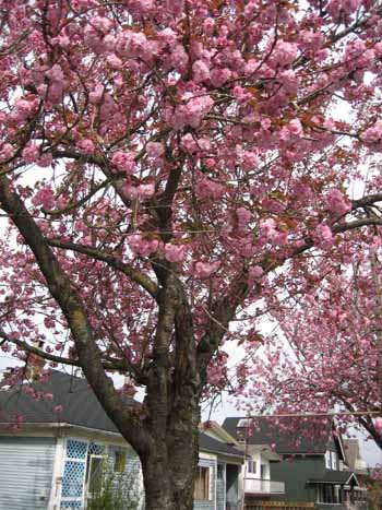 043【桜、地球温暖化、多様性】_b0071712_13232045.jpg