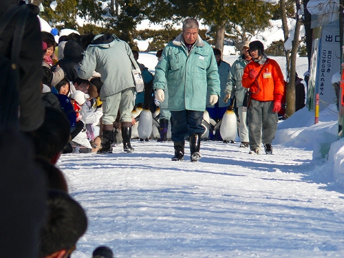 旭山動物園　ペンギンパレード_c0070412_22251416.jpg