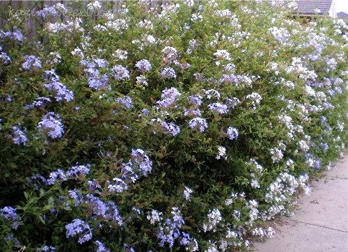 ルリマツリ（Plumbago auriculata）_c0035816_2028712.jpg