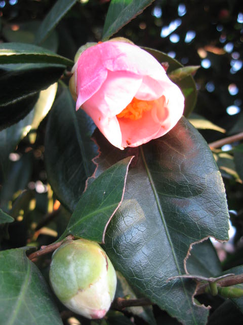 b0088037_8113857.jpg