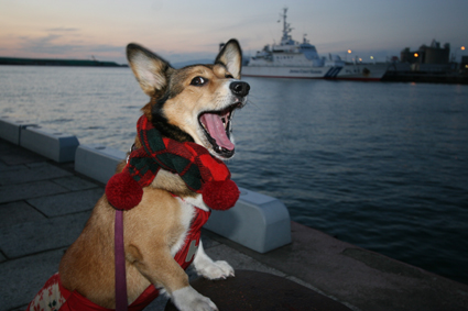 冬暖か　港で撮りし　マフラー犬　　_b0031538_2383424.jpg