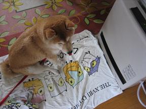 フワフワなワタシを。。。_c0049950_23101019.jpg