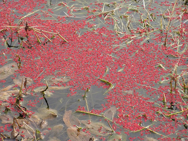 赤い水草 黄色いヒイラギ 花追い日記 赤い水草 黄色いヒイラギ 花追い日記