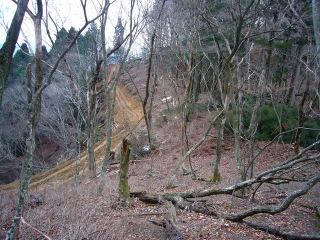 ２００６／１２／２４　アシウスギ巨樹群の井ノ口山・鍋谷山_e0110969_2481091.jpg