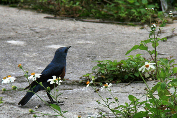 那覇移住回想録〜鳥見編〜_d0028272_22101166.jpg