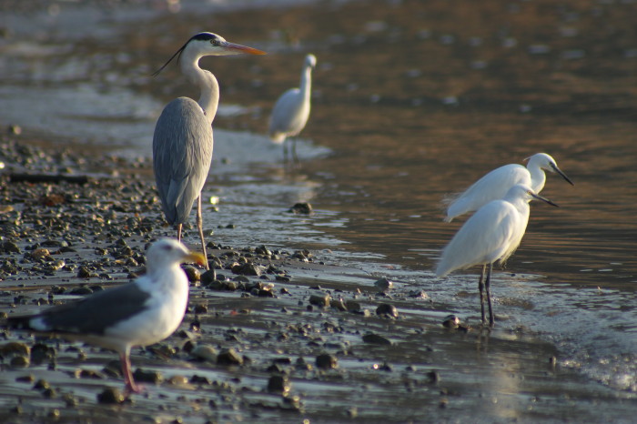 漁港の鳥たち_b0044477_9592923.jpg