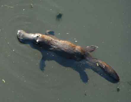 サトウリツコ犬の絵Ritsuko Sato