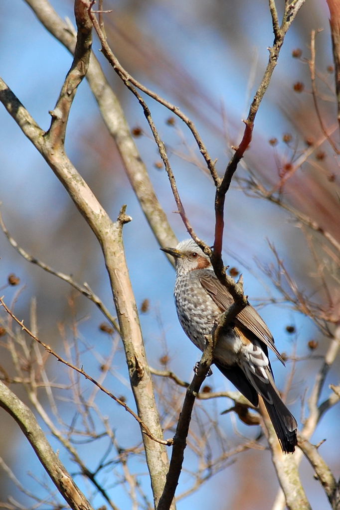 NO.１４５　今日の鳥さん、分かるかな？_f0032335_17384416.jpg