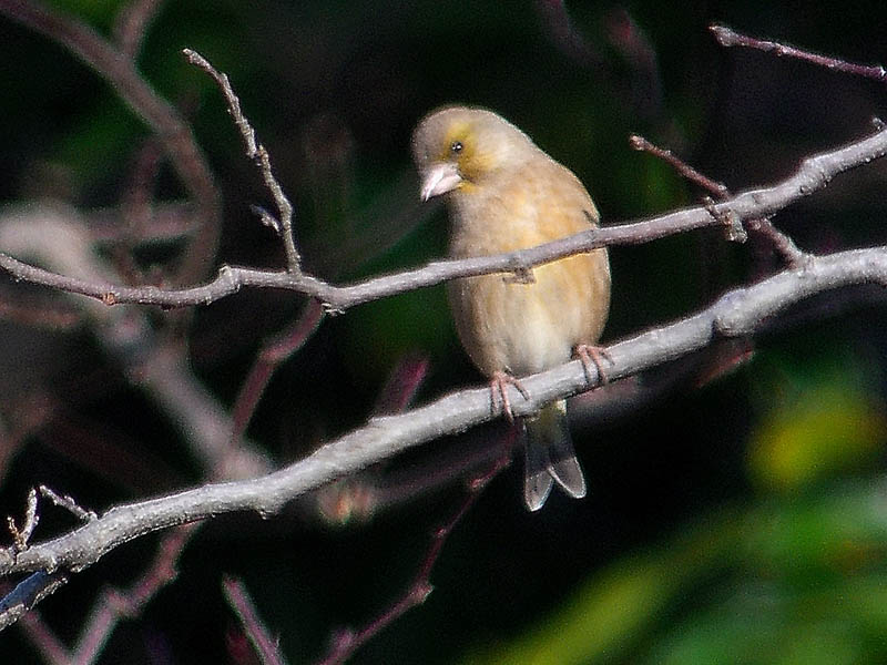 b0024798_602311.jpg