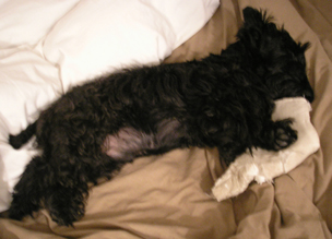 犬ばっかり_e0055098_1903798.jpg