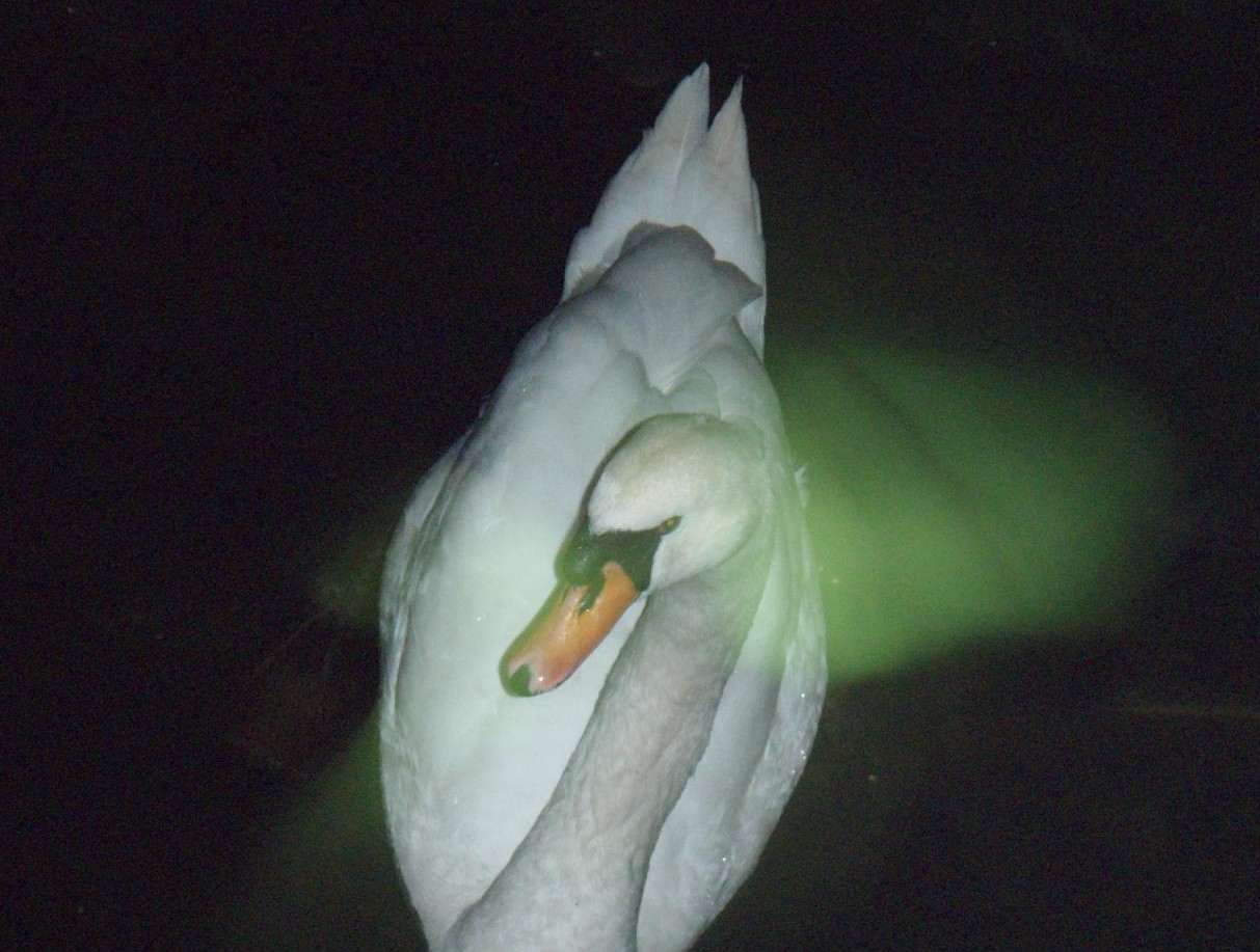 お堀の白鳥　　　寒の堀白鳥一羽独り占め_d0051106_1939185.jpg