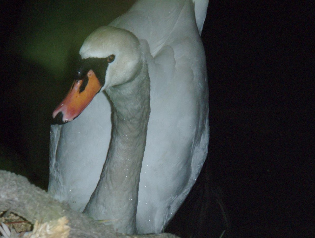 お堀の白鳥　　　寒の堀白鳥一羽独り占め_d0051106_1939412.jpg