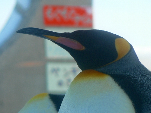 旭山動物園　ペンギン館～オランウータン館_c0070412_18453059.jpg