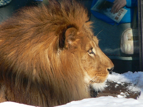 旭山動物園　ペンギン館～オランウータン館_c0070412_18482632.jpg