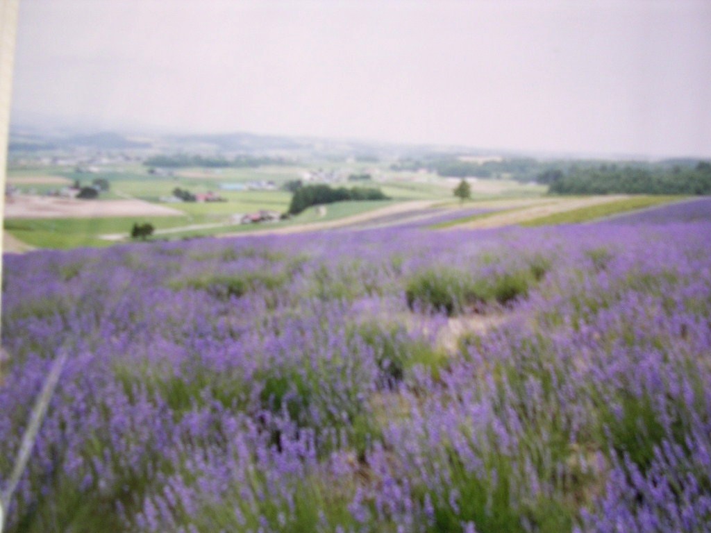 memories  in  Furano_e0052716_9341943.jpg