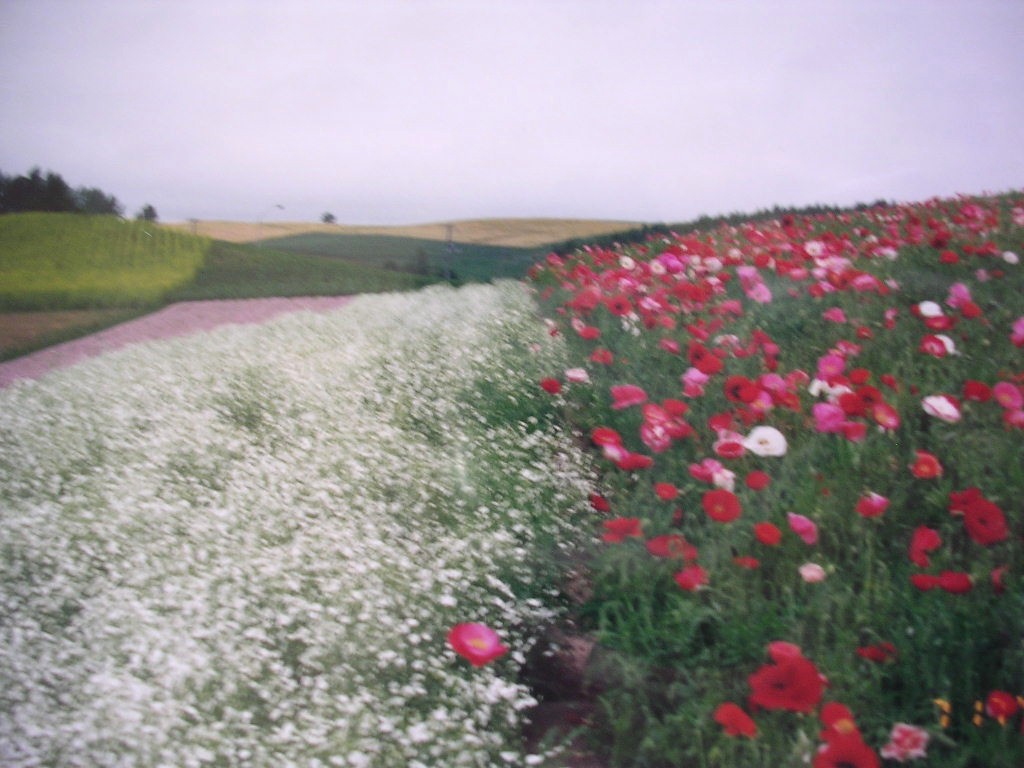 memories  in  Furano_e0052716_9453123.jpg