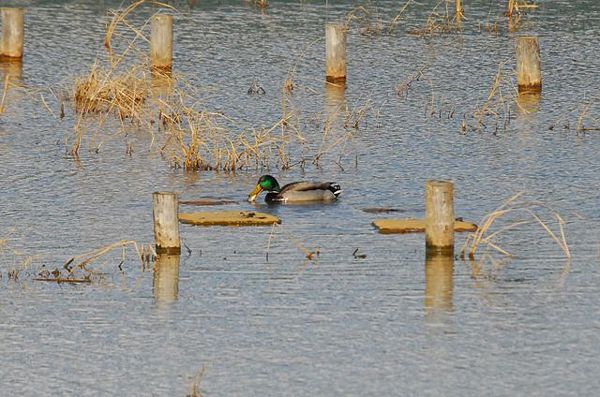 お食事中：マガモがね、フナを喰っちゃったんです！_a0031821_446855.jpg