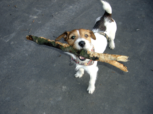 f0077150_5329100.gif