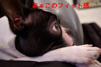 変身もぐら犬_f0118262_2343187.jpg