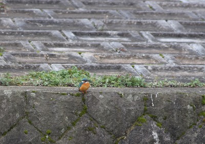 今年はじめての鳥見_c0029182_23262717.jpg