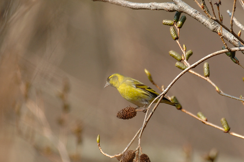 c0034787_2012654.jpg