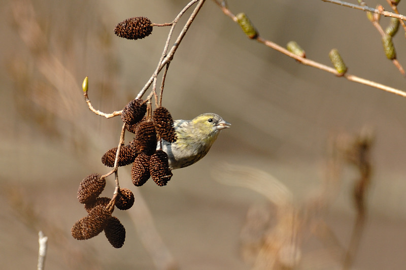 c0034787_207493.jpg