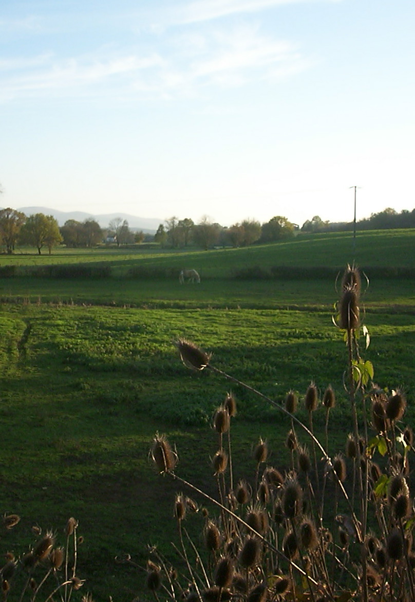 c0100988_622523.jpg